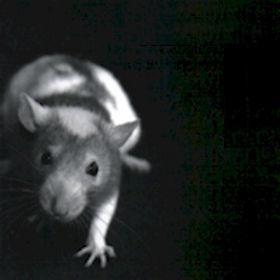 Frank Critelli - A Rat’s Dose (2008)