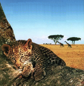 Stewart Copeland - The Leopard Son (1996)